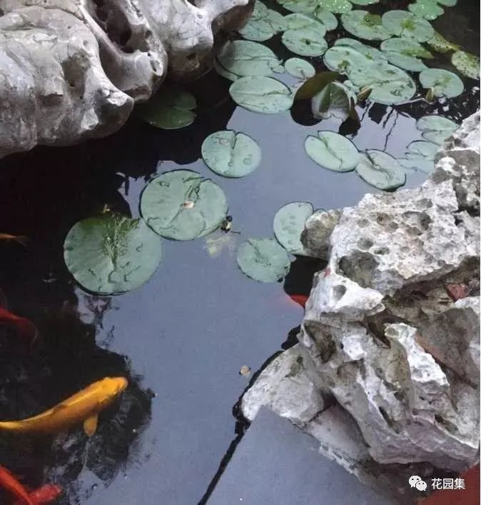 纯天然庭院鱼池打造攻略,生态、省心又实惠!赶紧收藏