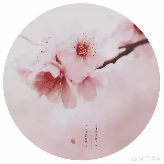 下联:墙里开花墙外红,上联如何对?