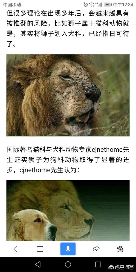 鬣狗狮子