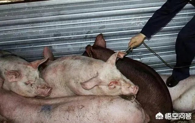 听说广西地区已经没有非洲猪瘟了是真的吗?养殖户现在补栏怎么样?