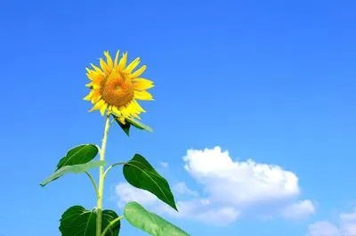 埃博拉病毒病的表现 埃博拉病毒病的预防及治疗
