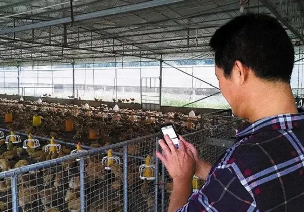玉米价格每吨涨千元,玉米涨价背后是什么原因?