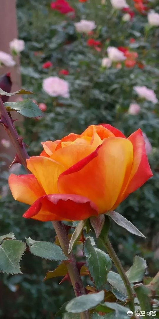 广州流花湖公园好玩嘛？
