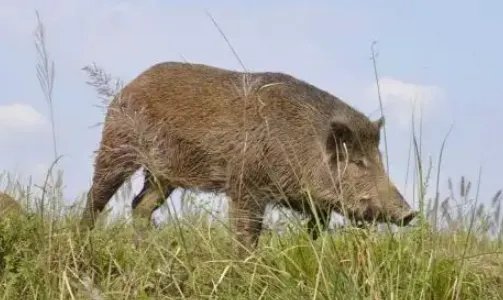 野猪属于是害兽吗?