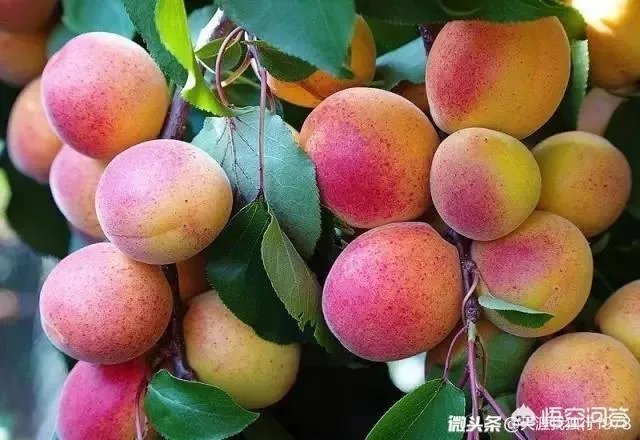 下联:墙里开花墙外红,上联如何对?