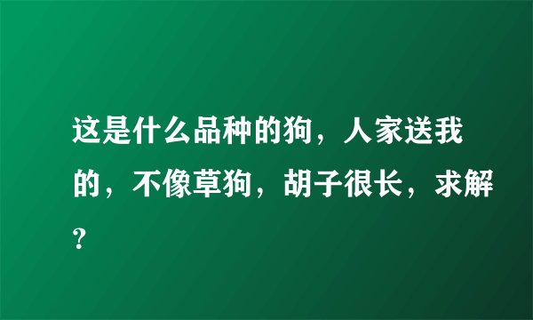 这是什么品种的狗，人家送我的，不像草狗，胡子很长，求解？