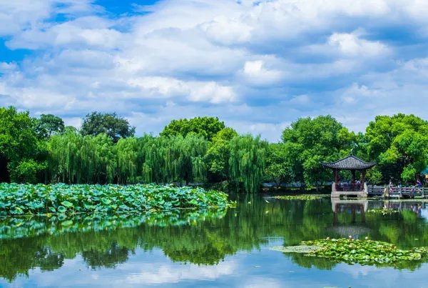 2020西湖荷花几月开 西湖荷花什么时候开