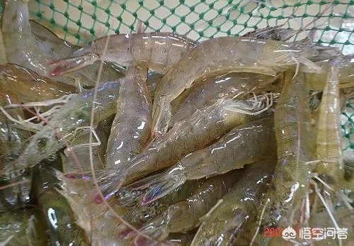 怎么挑选最鲜的海鲜?