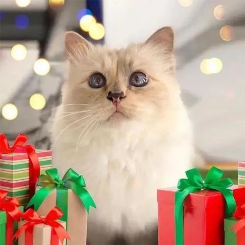 老佛爷去世后,那只继承了他21亿遗产的猫,如今生活得怎样?