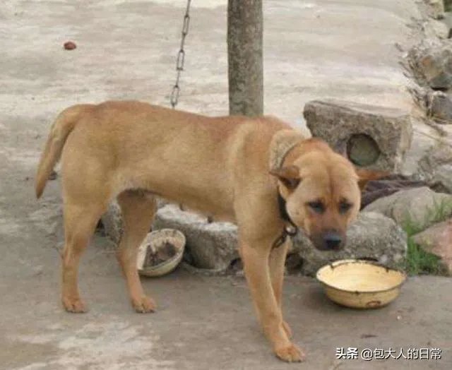 关于禁养中华田园犬(俗称土狗)的内容引发热议对此,你怎么看?