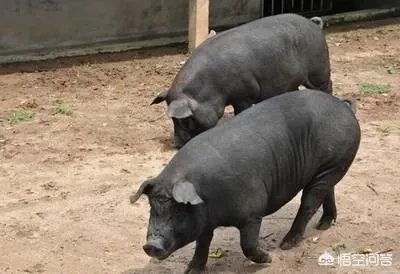 听说广西地区已经没有非洲猪瘟了是真的吗?养殖户现在补栏怎么样?