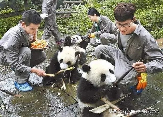 大熊猫爱吃的竹子是草还是树？