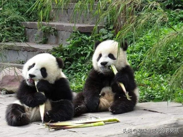 大熊猫爱吃的竹子是草还是树？