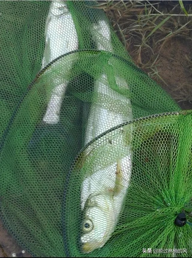 喜欢野钓,发现好多河边都写着禁止钓鱼,有时候硬着头皮去钓,这种行为是不是很low?