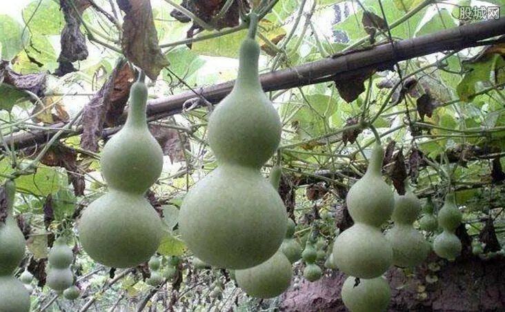 土地里长出黄金！中国葫芦第一村：一个可卖万元