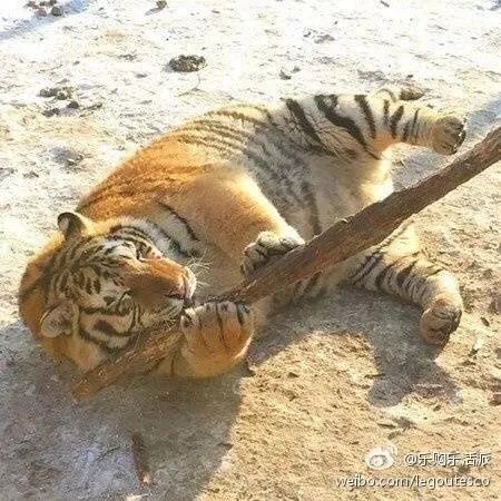 哈尔滨的东北虎林园好玩吗？