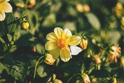 5月份出生是什么星座,5月生日花大全及花语