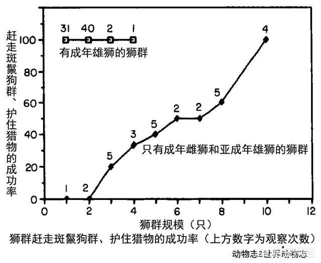 鬣狗狮子