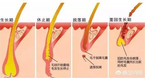 鲁尼植发这件事,大家这么看?