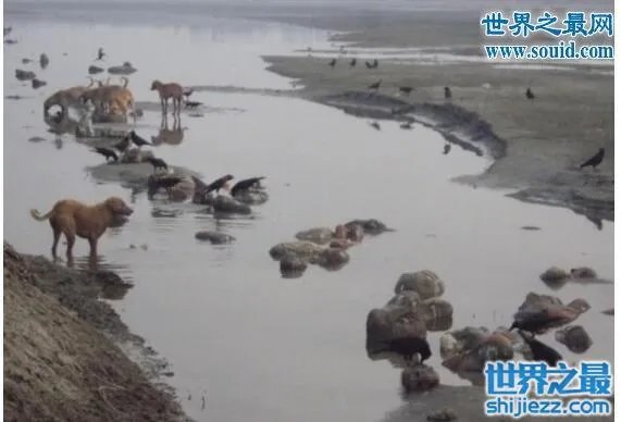 恐怖的印度水葬现场图片,超级重口味(还是别看了)
