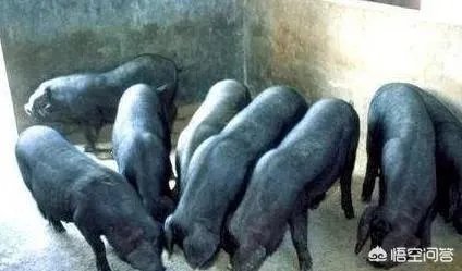 听说广西地区已经没有非洲猪瘟了是真的吗?养殖户现在补栏怎么样?