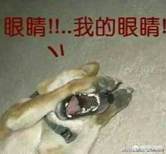 孕妇吃火锅捞出老鼠,店家疑称“给2万把孩子打了”,对此你怎么看?
