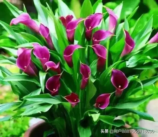 范军来了以后《梨园春》变好了还是变坏了?