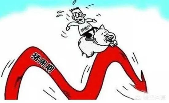 听说广西地区已经没有非洲猪瘟了是真的吗?养殖户现在补栏怎么样?