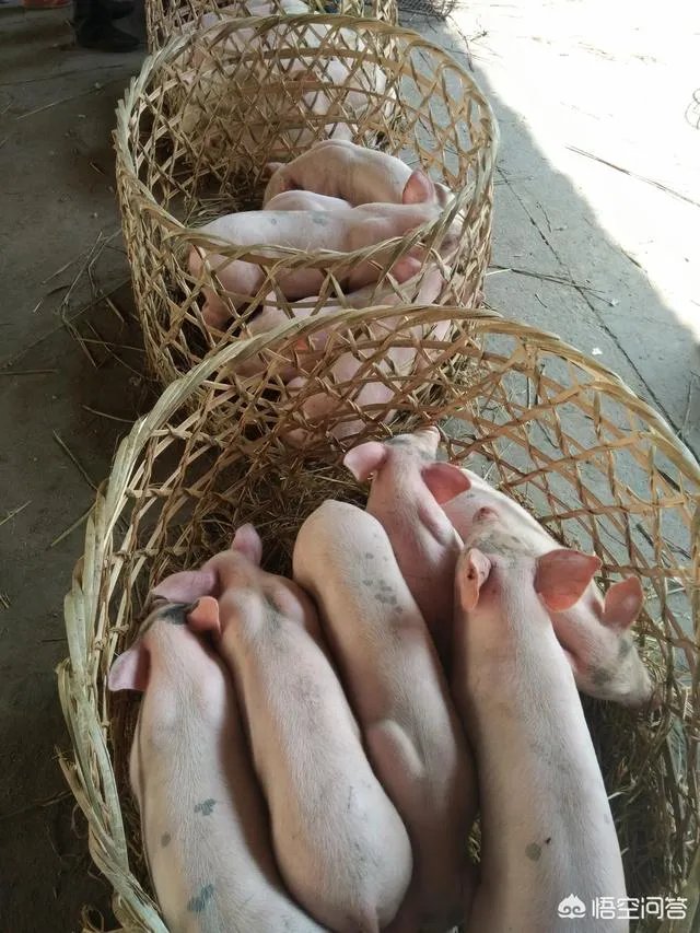 听说广西地区已经没有非洲猪瘟了是真的吗?养殖户现在补栏怎么样?