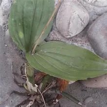 这是什么植物,是贵州地宝兰吗