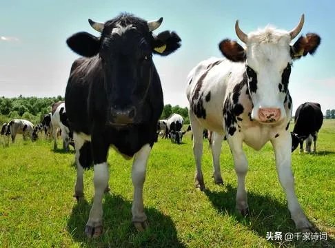 请问我长的好看但找不到男朋友是怎么回事?