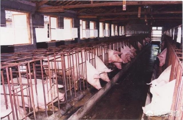 丁磊养猪,腾讯养鹅,大佬们为何“不务正业”?