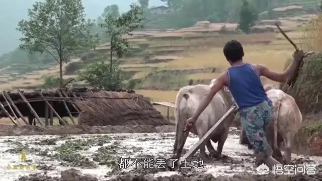 关于农业生产的俗语有哪些?