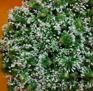 腌韭菜花