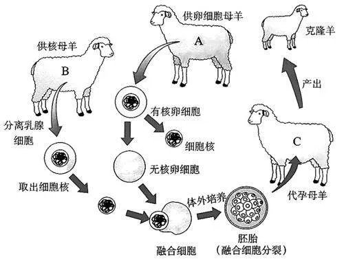 QQ克隆是什么意思