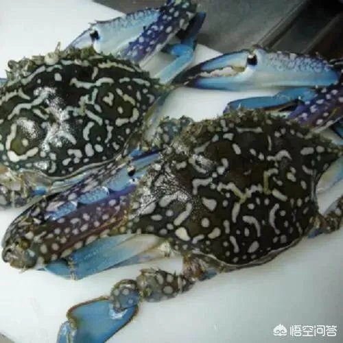 怎么挑选最鲜的海鲜?