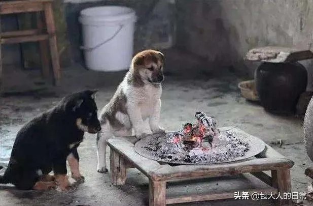 关于禁养中华田园犬(俗称土狗)的内容引发热议对此,你怎么看?