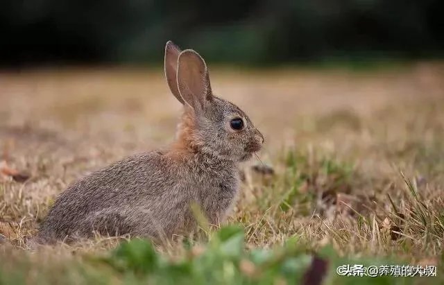 养殖100只兔子利润多少？