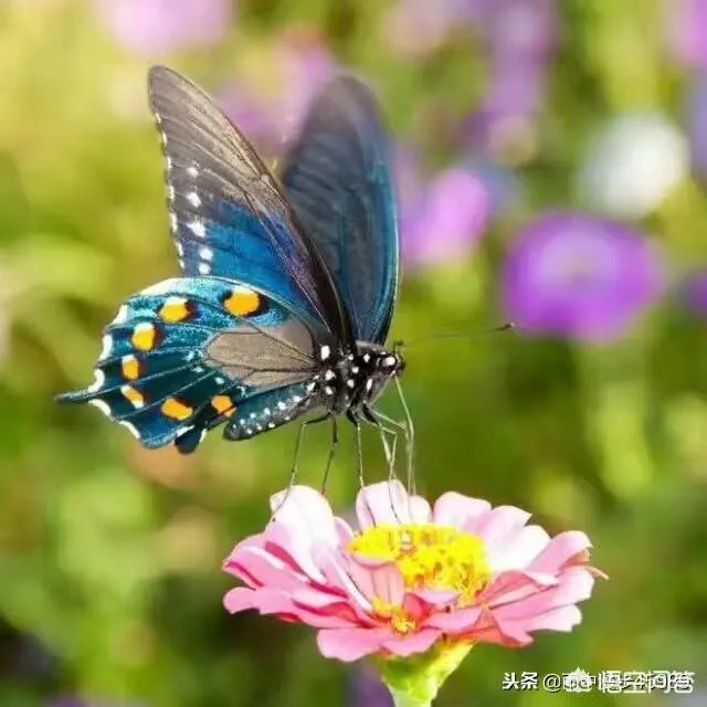上联,蝉蜕尘埃外。下联怎么对?