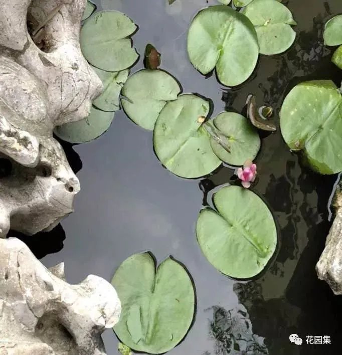 纯天然庭院鱼池打造攻略,生态、省心又实惠!赶紧收藏