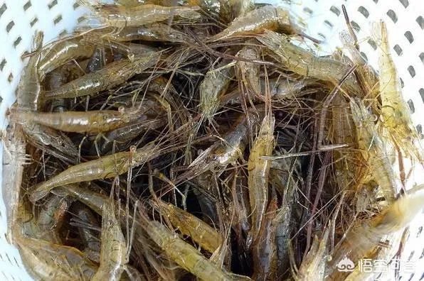 怎么挑选最鲜的海鲜?