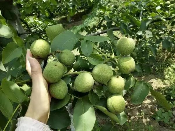什么品种的核桃最好?