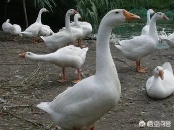 丁磊养猪,腾讯养鹅,大佬们为何“不务正业”?