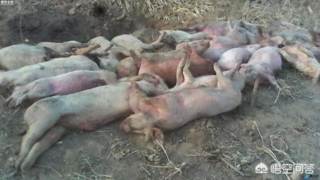 听说广西地区已经没有非洲猪瘟了是真的吗?养殖户现在补栏怎么样?