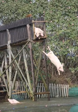 跳水猪的事件简介