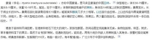 小鸡宝宝考考你,豪猪和以下哪种动物是近亲?