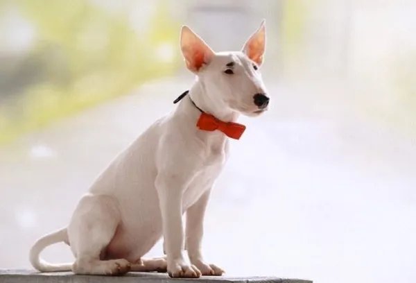 牛头梗为什么是烈性犬?
