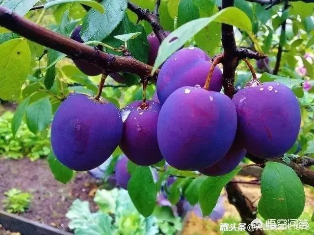 下联:墙里开花墙外红,上联如何对?