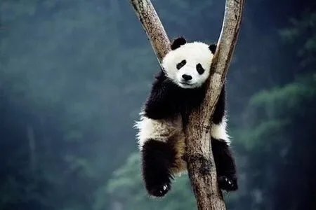 九寨沟里珍稀动物的图片!!!!急 !!!!!!!!!!!!!!！