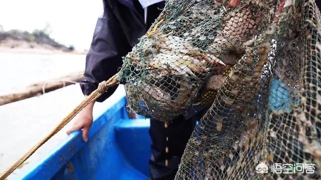 怎么挑选最鲜的海鲜?
